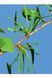 Ґінкго білоба Марікен (Ginkgo biloba Mariken) 01.010.003 фото 3