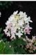 Гортензія волотиста Тач Оф Пінк (Hydrangea paniculata Touch of Pink) 01.034.079 фото 1