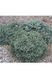 Ялина колюча Вальдбрун (Picea pungens Waldbrunn) 02.002.180 фото 2