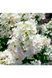Гортензія волотиста Тач Оф Пінк (Hydrangea paniculata Touch of Pink) 01.034.079 фото 2
