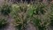 ПЕННІСЕТУМ ЛИСОХВОСТИЙ 'ЛІТТЛ БАННІ' (Pennisetum alopecuroides Little Bunny С) 03.013.008 фото 3
