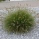 ПЕННІСЕТУМ ЛИСОХВОСТИЙ 'ЛІТТЛ БАННІ' (Pennisetum alopecuroides Little Bunny С) 03.013.008 фото 2