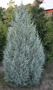 Ялівець скельний Мунглоу (Juniperus scopulorum Moonglow) 02.009.154 фото