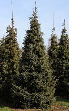Ялина сербська колоновидна (Picea omorica) 02.002.001 фото