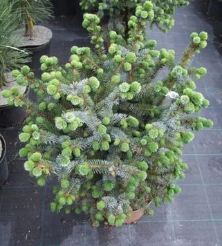 Ялина сітхинська &ldquo;Певе Вейз&rdquo;/Ст (Picea sitchensis Peve Wiesje/St) 02.002.250 фото