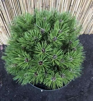 Сосна чорна Глобоз (Pinus nigra Globosa) 02.003.253 фото