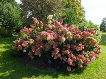 Гортензія волотиста Ванілла Фрейз (Hydrangea paniculata Vanilla Fraise) 01.034.052 фото