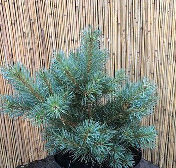 Сосна звичайна Шантрі Блю (Pinus sylvestris Chantry Blue) 02.003.177 фото