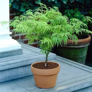 Клен палматум Діссектум (Acer palmatum Dissectum) 01.001.039 фото