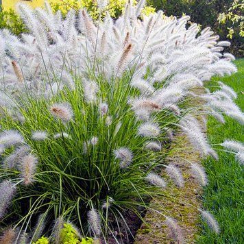 ПЕННІСЕТУМ ЛИСОХВОСТИЙ 'НЕШНЛ АРБОРІТЕМ' (Pennisetum alopecuroides National Arboretum) 03.013.017 фото