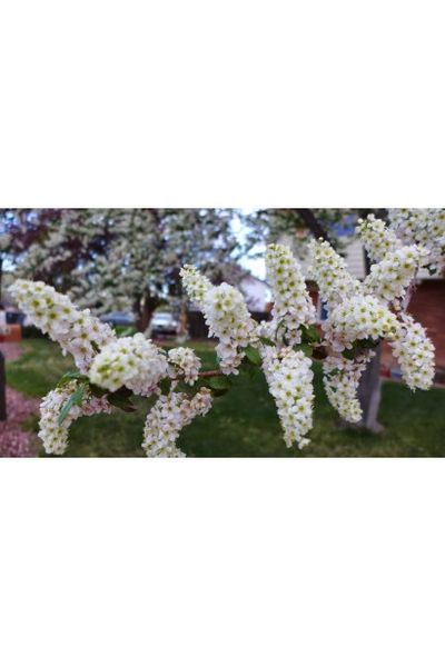 ЧЕРЕМХА ВІРГІНСЬКА (ЇСТІВНА) 'ШУБЕРТ'(Prunus virginiana Schubert) 01.013.052 фото