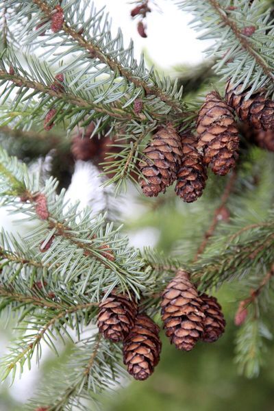 Ялина сербська колоновидна (Picea omorica) 02.002.001 фото