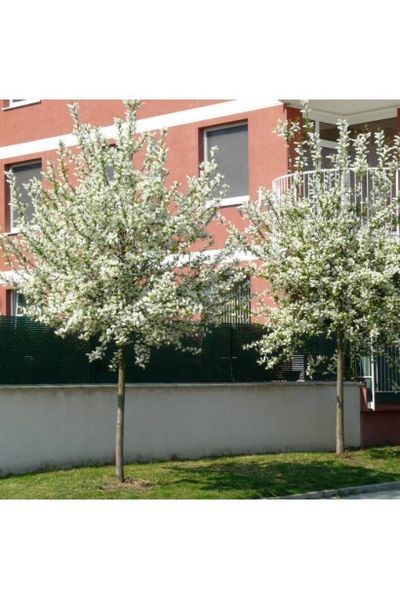 ЧЕРЕМХА ВІРГІНСЬКА (ЇСТІВНА) 'ШУБЕРТ'(Prunus virginiana Schubert) 01.013.052 фото