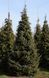 Ялина сербська колоновидна (Picea omorica) 02.002.001 фото 1