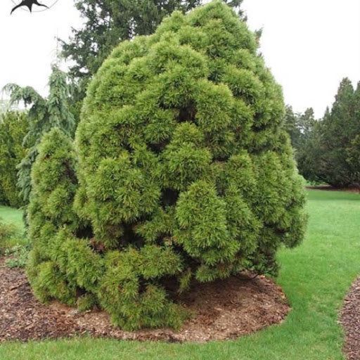 Сосна чорна Глобоз (Pinus nigra Globosa) 02.003.253 фото