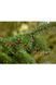 Ялина сербська колоновидна (Picea omorica) 02.002.001 фото 3