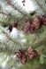 Ялина сербська колоновидна (Picea omorica) 02.002.001 фото 2