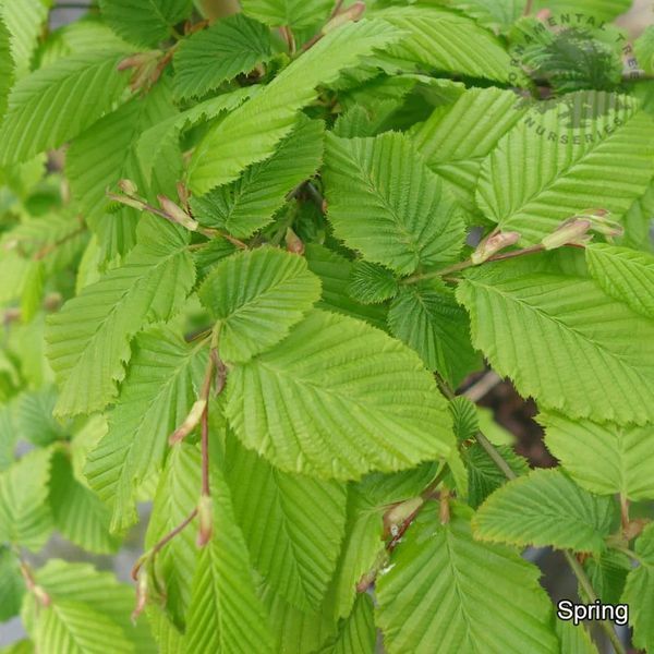 Граб звичайний &lsquo;Fastigiata&rsquo;(Carpinus betulus Pyramidalis) 01.007.001 фото