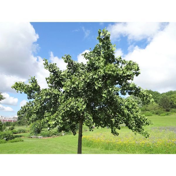 Ґінкго БІЛОБА "PENDULA" (Ginkgo biloba Pendula) 01.010.012 фото