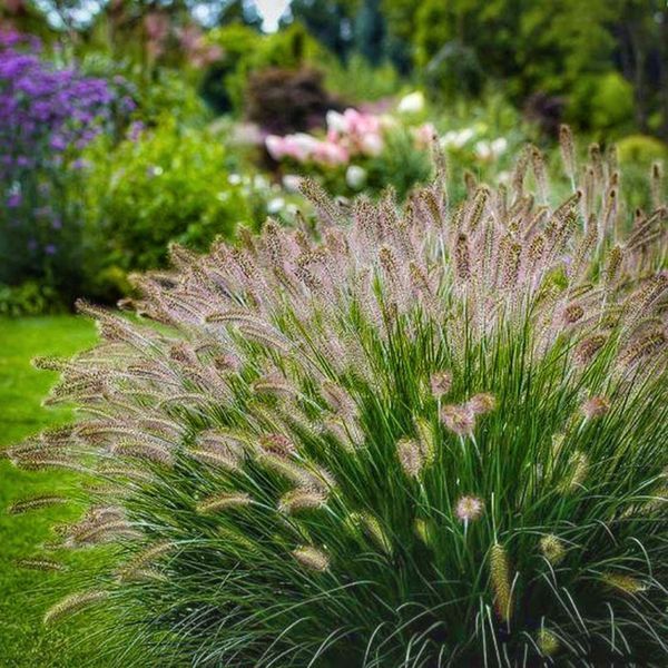 ПЕННІСЕТУМ ЛИСОХВОСТИЙ 'НЕШНЛ АРБОРІТЕМ' (Pennisetum alopecuroides National Arboretum) 03.013.017 фото