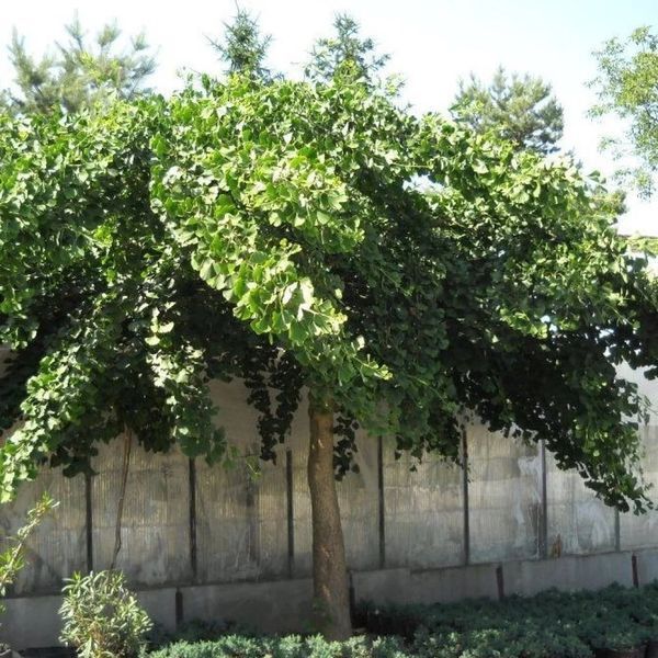 Ґінкго БІЛОБА "PENDULA" (Ginkgo biloba Pendula) 01.010.012 фото