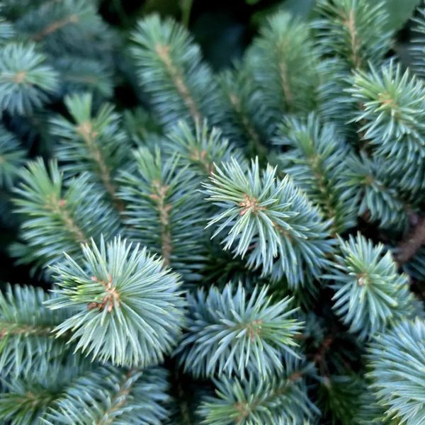 Ялина сітхинська &ldquo;Певе Вейз&rdquo;/Ст (Picea sitchensis Peve Wiesje/St) 02.002.250 фото