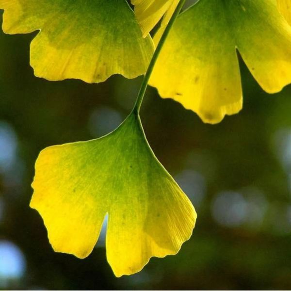 Ґінкго БІЛОБА "PENDULA" (Ginkgo biloba Pendula) 01.010.012 фото