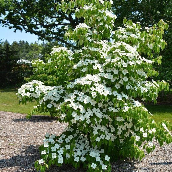 Дерен Коуза Мілкі Вей(Cornus kousa Milky Way) 01.032.039 фото
