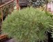 Сосна чорна Глобоз (Pinus nigra Globosa) 02.003.253 фото 3