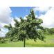 Ґінкго БІЛОБА "PENDULA" (Ginkgo biloba Pendula) 01.010.012 фото 4
