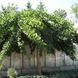 Ґінкго БІЛОБА "PENDULA" (Ginkgo biloba Pendula) 01.010.012 фото 3