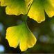 Ґінкго БІЛОБА "PENDULA" (Ginkgo biloba Pendula) 01.010.012 фото 2