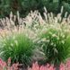 ПЕННІСЕТУМ ЛИСОХВОСТИЙ 'НЕШНЛ АРБОРІТЕМ' (Pennisetum alopecuroides National Arboretum) 03.013.017 фото 3