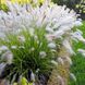 ПЕННІСЕТУМ ЛИСОХВОСТИЙ 'НЕШНЛ АРБОРІТЕМ' (Pennisetum alopecuroides National Arboretum) 03.013.017 фото 1