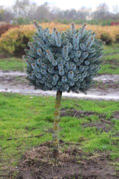 ЯЛИНА СІТХІНСЬКА 'ЗІЛЬБЕРЦВЕРГ'/Ст (Picea sitchensis Silberzwerg/St) 02.002.251 фото
