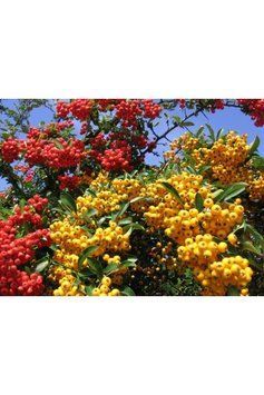 Піраканта шарлахова (Pyracantha coccinea С) 01.050.003 фото