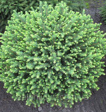 ЯЛИНА СЕРБСЬКА 'КАРЕЛ' (Picea omorica Karel) 02.002.157 фото