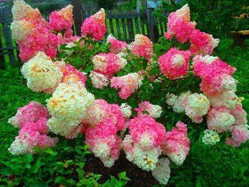 Гортензія волотиста Ванілла Фрейз (Hydrangea paniculata Vanilla Fraise) 01.034.089 фото