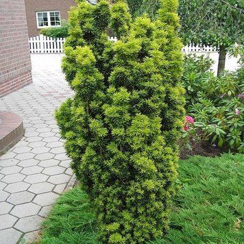Тиса середнього Стефанія (Taxus media Stefania) 02.004.144 фото