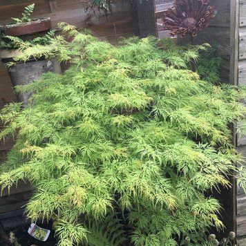 КЛЕН ПАЛЬМОЛИСТИЙ 'ЕМЕРАЛД ЛЕЙС' (Acer palmatum Emerald Lace) 01.001.157 фото
