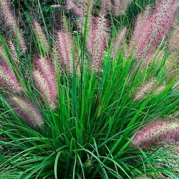 Пеннисетум лисохвостий ' Red Bunny Tails' (Pennisetum alopecuroides Red Bunny Tails) 03.013.020 фото