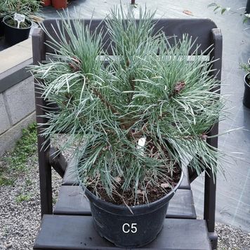 Сосна звичайна Шантрі Блю (Pinus sylvestris Chantry Blue) 02.003.474 фото