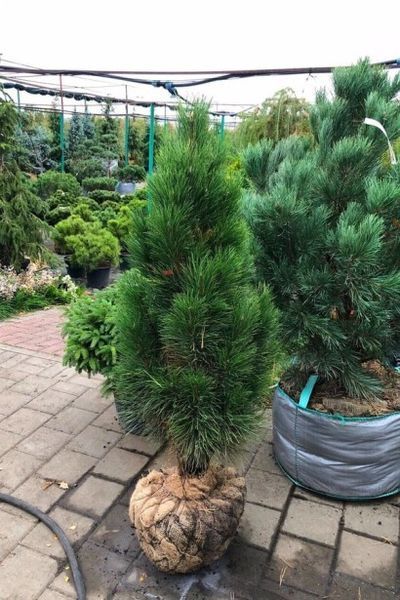 Сосна чорна/австрійська Грін Тауер (Pinus nigra Green Tower) 02.003.321 фото