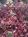 Барбарис середній Red Jewel (Berberis media Red Jewel) 01.030.016 фото 1