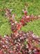 Барбарис середній Red Jewel (Berberis media Red Jewel) 01.030.016 фото 2