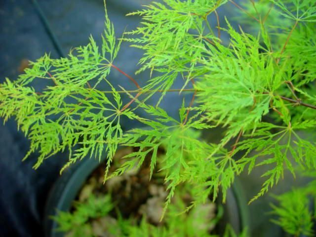 КЛЕН ПАЛЬМОЛИСТИЙ 'ЕМЕРАЛД ЛЕЙС' (Acer palmatum Emerald Lace) 01.001.157 фото
