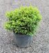 ЯЛИНА СЕРБСЬКА 'КАРЕЛ' (Picea omorica Karel) 02.002.157 фото 2