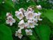 Катальпа звичайна(Catalpa bignonioides) 01.018.003 фото 3