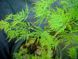 КЛЕН ПАЛЬМОЛИСТИЙ 'ЕМЕРАЛД ЛЕЙС' (Acer palmatum Emerald Lace) 01.001.157 фото 3