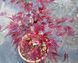 КЛЕН ПАЛЬМОЛИСТИЙ 'ЕМЕРАЛД ЛЕЙС' (Acer palmatum Emerald Lace) 01.001.157 фото 2